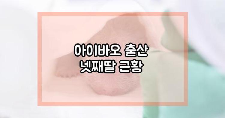 아이바오 출산