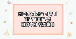 베란다 제라늄 키우기 기초 가이드 흙 배합부터 햇빛까지