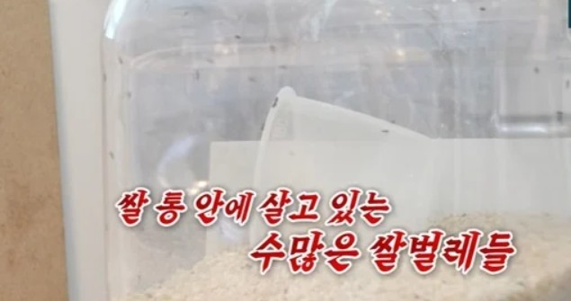 김지유