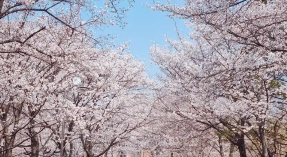 파주 오산리 기도원 벚꽃