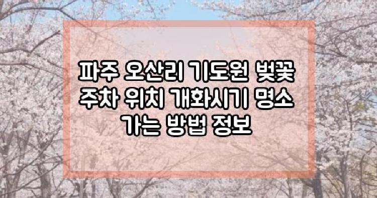 파주 오산리 기도원 벚꽃
